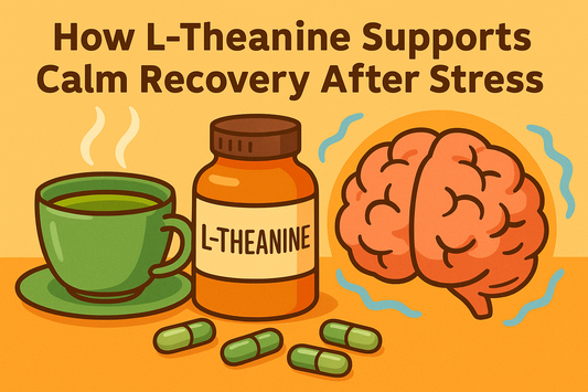 How L-Theanine Supports Calm Recovery After Stress