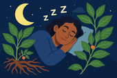 Ashwagandha for Lowering Nighttime Stress