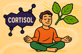 Holy Basil and Cortisol Control