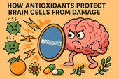 How Antioxidants Protect Brain Cells from Damage
