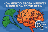 How Ginkgo Biloba Improves Blood Flow to the Brain